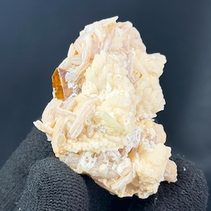 May include: A raw mineral specimen featuring a cluster of pale cream-colored, blade-like crystals. A single, translucent, amber-colored crystal is embedded on the upper left side of the formation, contrasting with the lighter, textured mineral matrix.