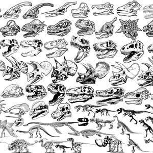 May include: A black and white illustration featuring various dinosaur skulls and skeletons. The image showcases a variety of species, including Triceratops and Tyrannosaurus Rex, with detailed depictions of their skeletal structures. The artwork is highly detailed and educational.
