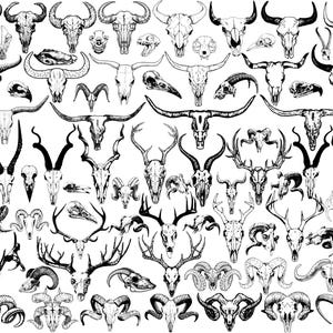 May include: A detailed black and white illustration featuring a variety of animal skulls, including those of bulls, deer, and rams. The skulls are depicted with intricate line work, showcasing the different shapes and sizes of the horns and antlers. The image has a gothic or rustic theme.