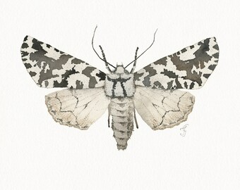 Original Moth Painting,  North Island lichen Moth Watercolor Fine Art, OOAK, Butterfly Art, Nursery Decor