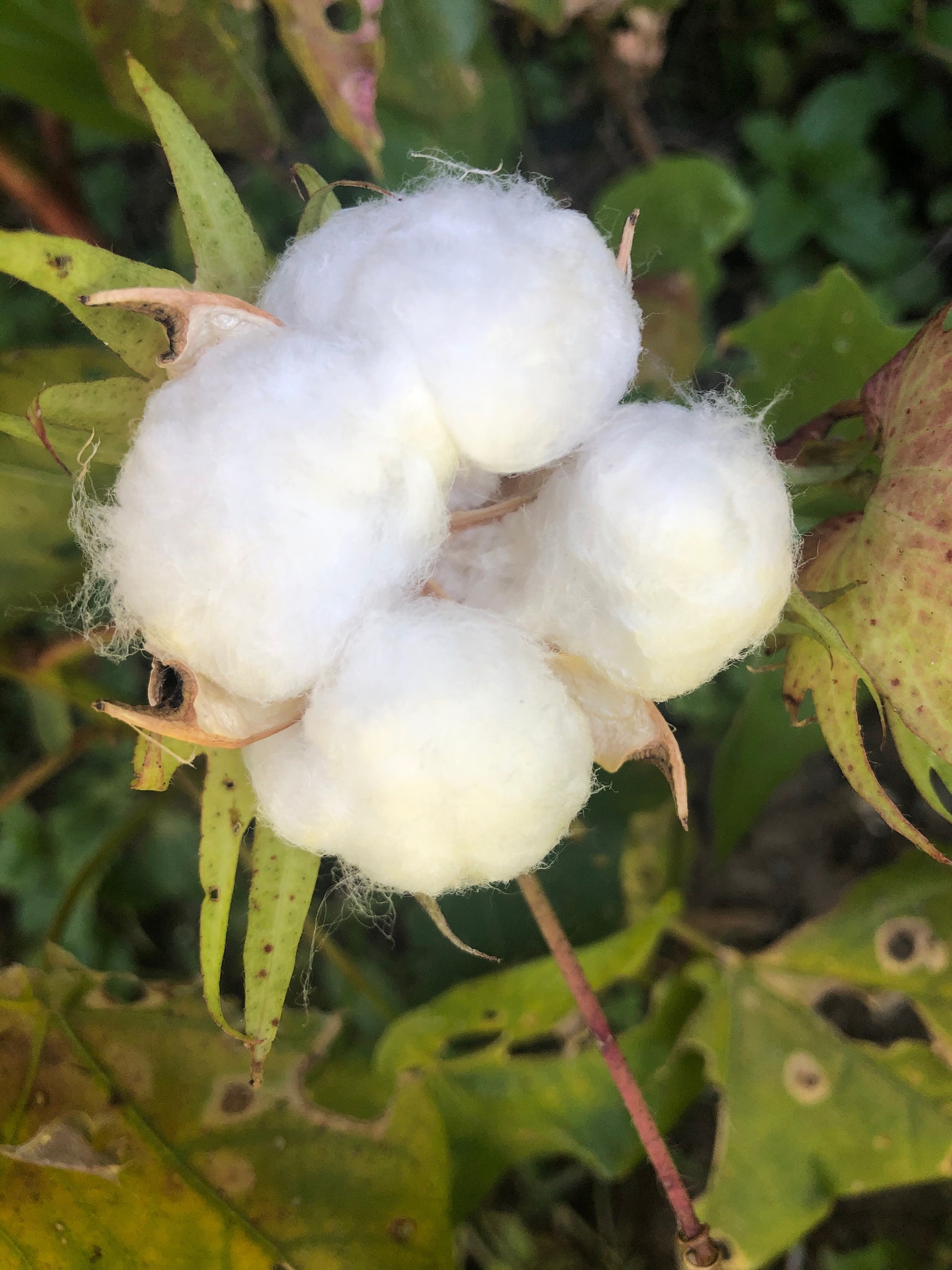 10 Cotton SEEDS Grow your cotton with seeds nonGMO Unique Etsy