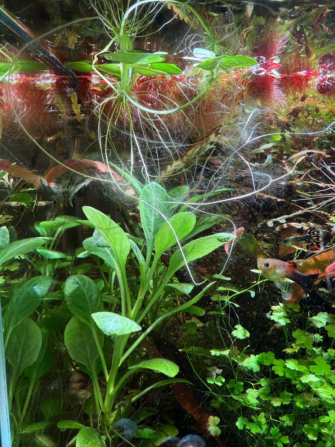 Amazon Frogbit - Aquatic Floating Plant - Etsy