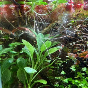 May include: An underwater aquarium scene with various aquatic plants and small fish. The plants include vibrant green leafy varieties and reddish, feathery plants. The scene is well-lit, showcasing the details of the aquatic life.