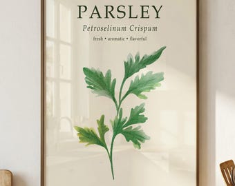 Parsley Botanical Print, Petroselinum Crispum Poster, Vintage Kitchen Wall Art, Culinary Decor