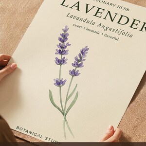 May include: A rectangular print on thick matte paper featuring a watercolor illustration of two lavender stems with purple flowers and green leaves. The text reads LAVENDER, CULINARY HERB, Lavandula Angustifolia, sweet, aromatic, flavorful, and BOTANICAL STUDY.