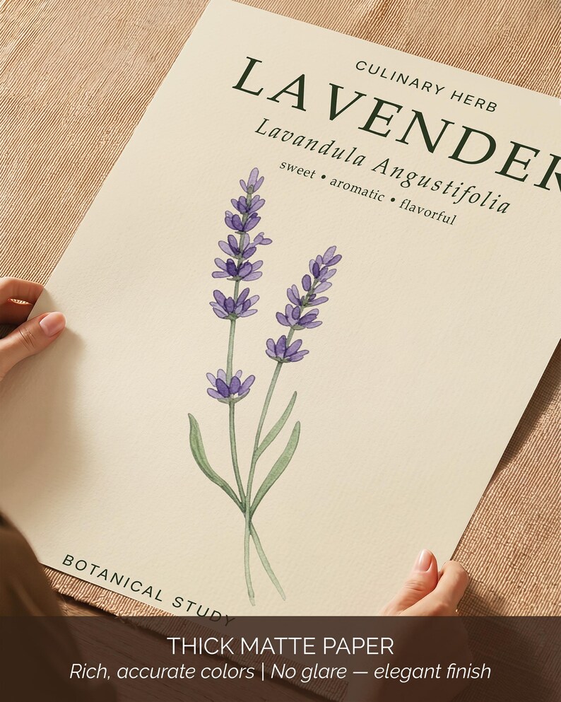 May include: A rectangular print on thick matte paper featuring a watercolor illustration of two lavender stems with purple flowers and green leaves. The text reads LAVENDER, CULINARY HERB, Lavandula Angustifolia, sweet, aromatic, flavorful, and BOTANICAL STUDY.