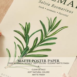 May include: A matte poster paper print featuring a green rosemary illustration with the text ROSEMARY, Salvia Rosmarinus, fresh, aromatic, flavourful, MATTE POSTER PAPER, CRISP BOTANICAL DETAILS, SOFT COLOURS, ELEGANT MATTE FINISH, CLEAR DETAILS.
