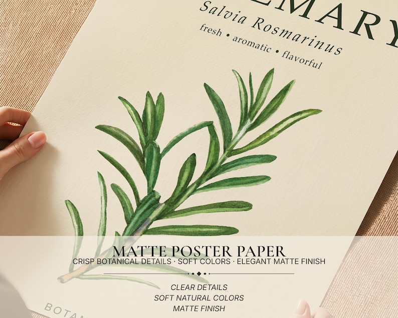 May include: A matte poster paper print featuring a green rosemary illustration with the text ROSEMARY, Salvia Rosmarinus, fresh, aromatic, flavourful, MATTE POSTER PAPER, CRISP BOTANICAL DETAILS, SOFT COLOURS, ELEGANT MATTE FINISH, CLEAR DETAILS.