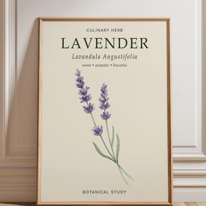 May include: A framed botanical print on a cream background featuring a watercolor illustration of lavender. The text reads CULINARY HERB, LAVENDER, Lavandula Angustifolia, sweet, aromatic, flavorful, and BOTANICAL STUDY in dark green lettering.