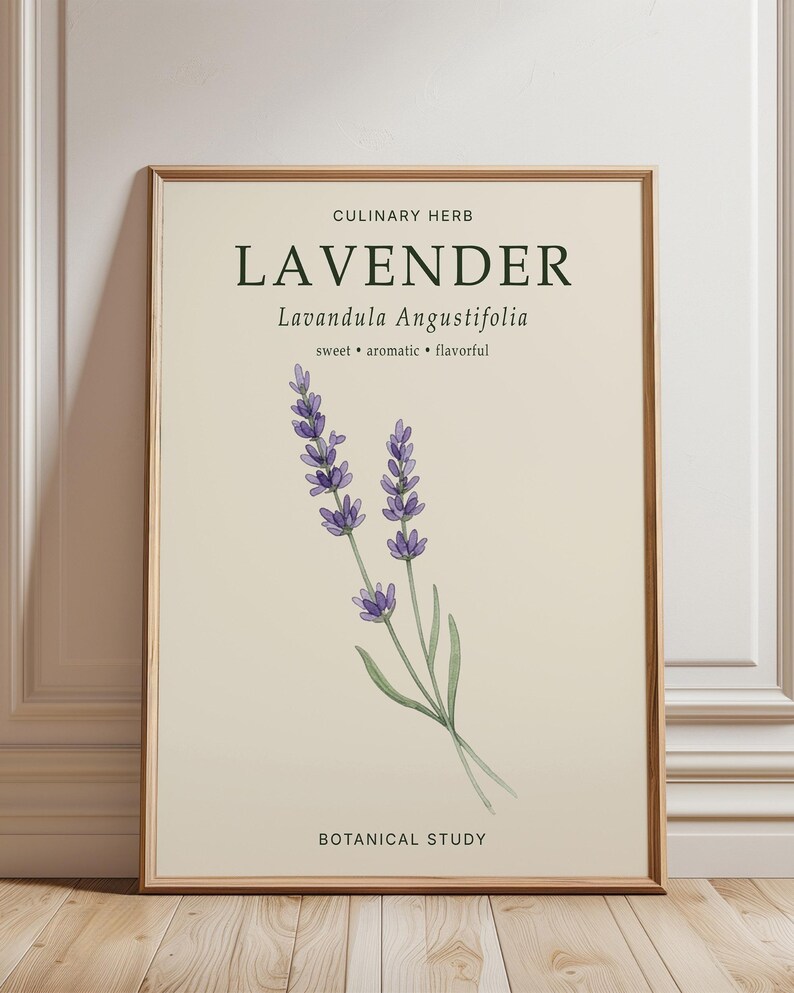 May include: A framed botanical print on a cream background featuring a watercolor illustration of lavender. The text reads CULINARY HERB, LAVENDER, Lavandula Angustifolia, sweet, aromatic, flavorful, and BOTANICAL STUDY in dark green lettering.