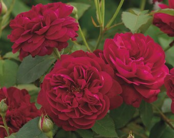 Velvety Red English Rose Cuttings | 6 Unrooted Cuttings