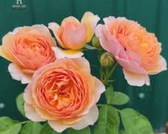 Puede incluir: Un ramo de rosas color melocotón con pétalos con puntas blancas y un centro amarillo. Las rosas están en varias etapas de floración, con hojas verdes y capullos visibles. El fondo es verde oscuro liso.
