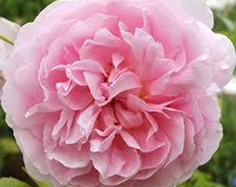 Puede incluir: Primer plano de una rosa rosa claro completamente florecida. La rosa tiene muchos pétalos delicados, densamente empaquetados en el centro y que se despliegan gradualmente hacia afuera. El suave tono rosa es consistente, con sutiles variaciones de tono.