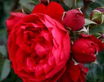 Florentina Unrooted Cuttings | Climbing rose Cuttings