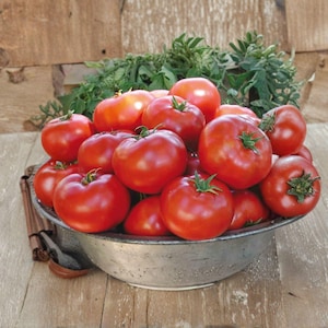 May include: A metal bowl overflowing with ripe, red tomatoes. The tomatoes have green stems and are arranged in a rustic, wooden setting. Green foliage is visible in the background, and the tomatoes appear fresh and ready to eat.