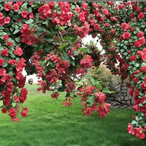 May include: A vibrant display of red flowers and green foliage cascades over a grassy lawn. The image showcases a lush, flowering plant with clusters of red blossoms, creating a natural, colorful scene. The flowers are in full bloom.