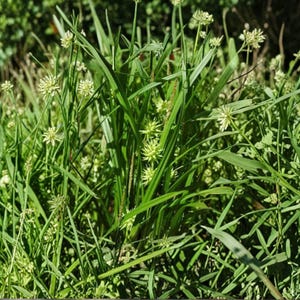 May include: A dense cluster of vibrant green grass-like foliage featuring numerous small, spherical, spiky flower heads. The plant displays long, slender, pointed leaves and multiple light green, globe-shaped inflorescences scattered throughout.
