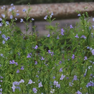 May include: A field of small, delicate purple flowers in full bloom. The flowers are clustered on slender green stems, creating a vibrant display against a blurred green background. The image captures the natural beauty of the wildflowers.