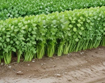 Tall Utah 52/70 Celery Seeds – Heirloom Variety, Crisp Thick Stalks, 2500 Seeds