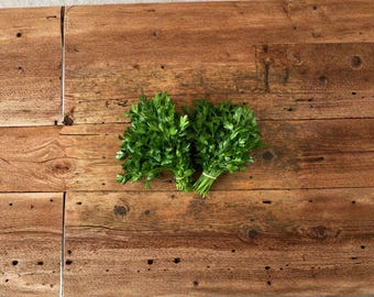 Parsley – Dark Green Italian Giant 500 Seeds | Flat-Leaf Parsley | Robust Flavor | High-Yield Culinary Herb