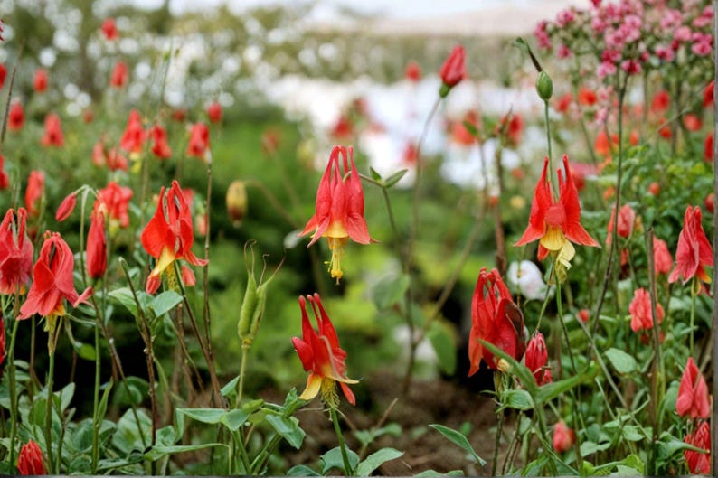 AldyGarden American Columbine - Thumbnail 2