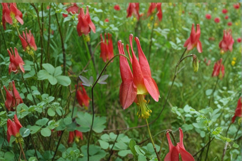 AldyGarden American Columbine