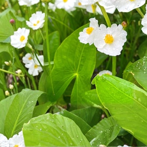 May include: Close-up of white flowers with yellow centers and bright green leaves. The flowers have delicate petals and are surrounded by lush foliage. The image captures a natural, vibrant scene.