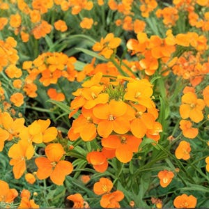 May include: A vibrant field of orange flowers in full bloom. The flowers have four petals and are clustered together, creating a dense and colorful display. Green foliage provides a contrasting backdrop.