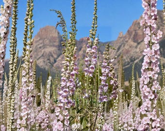 Palmer's Penstemon Seeds – Showy Fragrant Pink Wildflower, Drought Tolerant (50 Seeds)