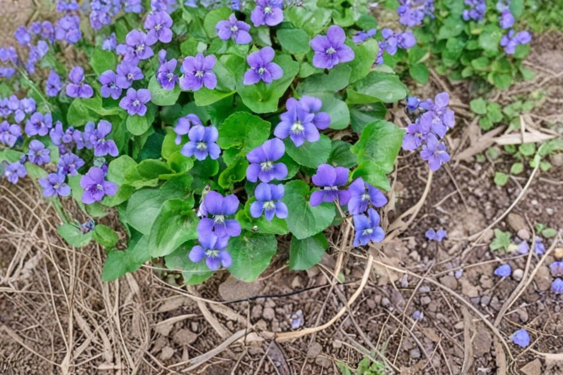Common Blue Violet – Viola Sororia Seeds | 25 Seeds | Native Wildflower ...
