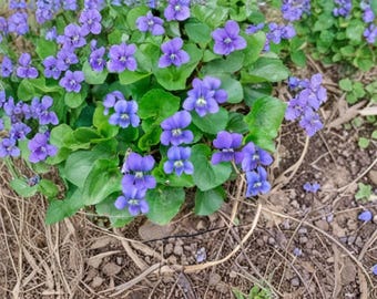 Native Violet Ground Cover Seeds, Common Blue Violet, Viola