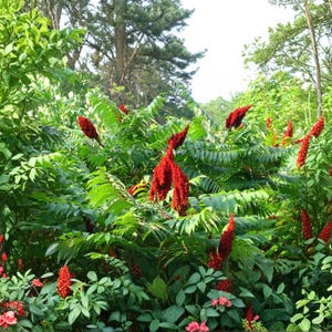 May include: A lush garden scene featuring vibrant green foliage and striking red flower clusters. The image showcases a variety of plants, with the red flowers providing a bold contrast against the green leaves. The scene is set outdoors, with trees visible in the background.