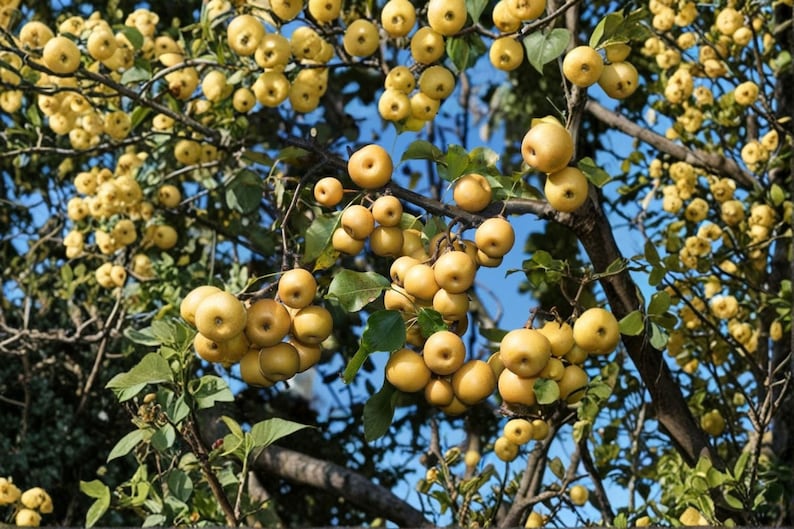 SHINSEIKI Asian Pear Tree – 8–9 Ft Live Plant | Sweet Crisp Juicy Fruit ...
