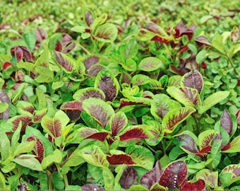 Red Stripe Leaf Amaranth Seeds – Heirloom Edible Greens, 500 Seeds