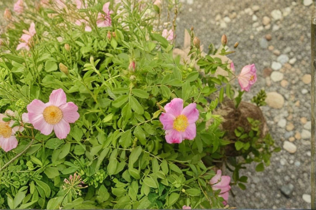 Prairie Wild Rose Seeds – Rosa Arkansana | 10 Seeds | Wildlife Gardens ...