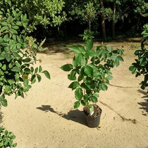 May include: A young blackberry plant with vibrant green leaves and thorny stems, potted in a black plastic container. The plant stands upright with several branches extending outward, featuring a small white tag attached to the base of the main stem.