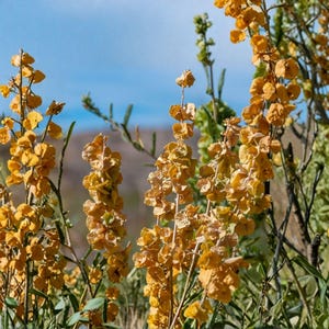 May include: A close-up of yellow flowers with a blue sky background. The flowers are in full bloom, with many small, round petals. The image is well-lit, and the colors are vibrant. The flowers are a focal point.