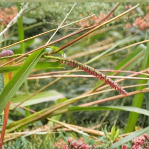 May include: Close-up of various plants with green leaves and reddish-brown stems. A long, thin stem with small red flowers extends from the center. The background is blurred, suggesting a natural outdoor setting.