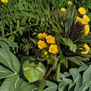 May include: A vibrant arrangement of yellow buttercups and various green foliage. The image showcases a close-up of the flowers, with their bright yellow petals contrasting against the different shades of green leaves and stems. The composition is natural and fresh.