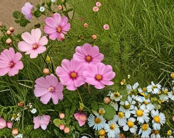 Cosmos – Gloria 100 Seeds | Classic Cosmos Flower | Bright Pink Blooms | Easy & Fast Growing