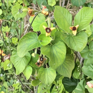 May include: Close-up of a plant with large, heart-shaped green leaves and small, yellow flowers with dark centers. The plant has a vine-like structure, with some dried seed pods visible. The background is filled with other green foliage.