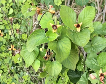 Woolly Dutchman’s Pipevine – Aristolochia tomentosa, Native Perennial Vine | Pipe-Shaped Flowers (10 Seeds)