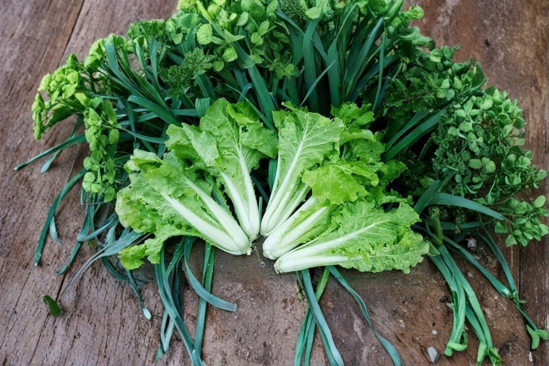 Frilly Leaf Pak Choi – Fun Jen (hybrid) 180 Seeds | Decorative Asian ...