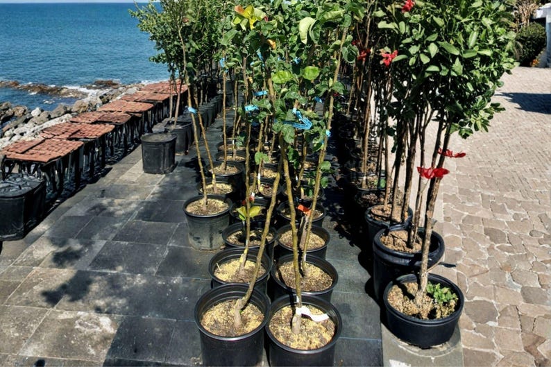 SHINSUI Asian Pear Tree – 8–9 Ft Live Plant | Sweet Crisp Juicy Fruit ...