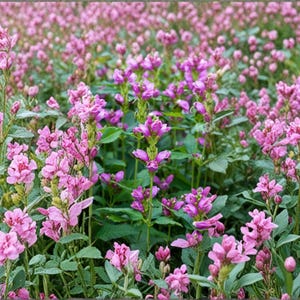 May include: A rustic wooden sign with the text "Welcome to our home" in white lettering. The sign features a distressed finish and a simple, inviting design, perfect for front door decor.