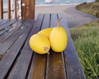 Spaghetti Squash – Vegetable 10 Seeds | Classic Winter Squash | Spaghetti-Like Flesh | Healthy & Versatile