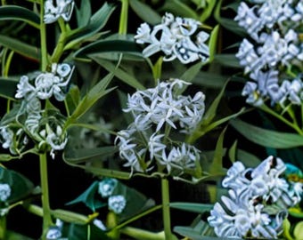 Eastern Bluestar – Amsonia tabernaemontana, Native Perennial Wildflower | Soft Blue Spring Blooms (10 Seeds)