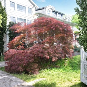 May include: A Japanese maple tree with deep red, lacy, dissected leaves stands in a front yard. The tree has a rounded, cascading shape and is positioned near a white wooden picket fence and a stone walkway leading to a multi-story house.