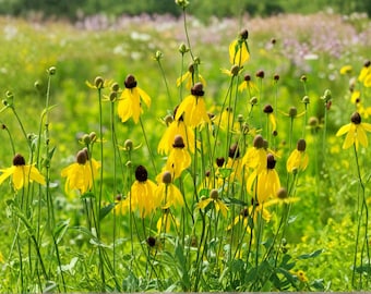Prairie Coneflower 150 Seeds | Native Wildflower | Long-Blooming Prairie Plant | Pollinator Favorite