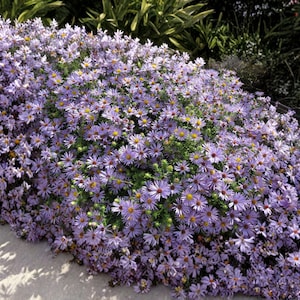 May include: A dense cluster of lavender-colored flowers with yellow centers and red accents. The flowers are in full bloom, creating a lush, textured appearance. The image showcases a vibrant display of Aster flowers, a popular choice for gardens.